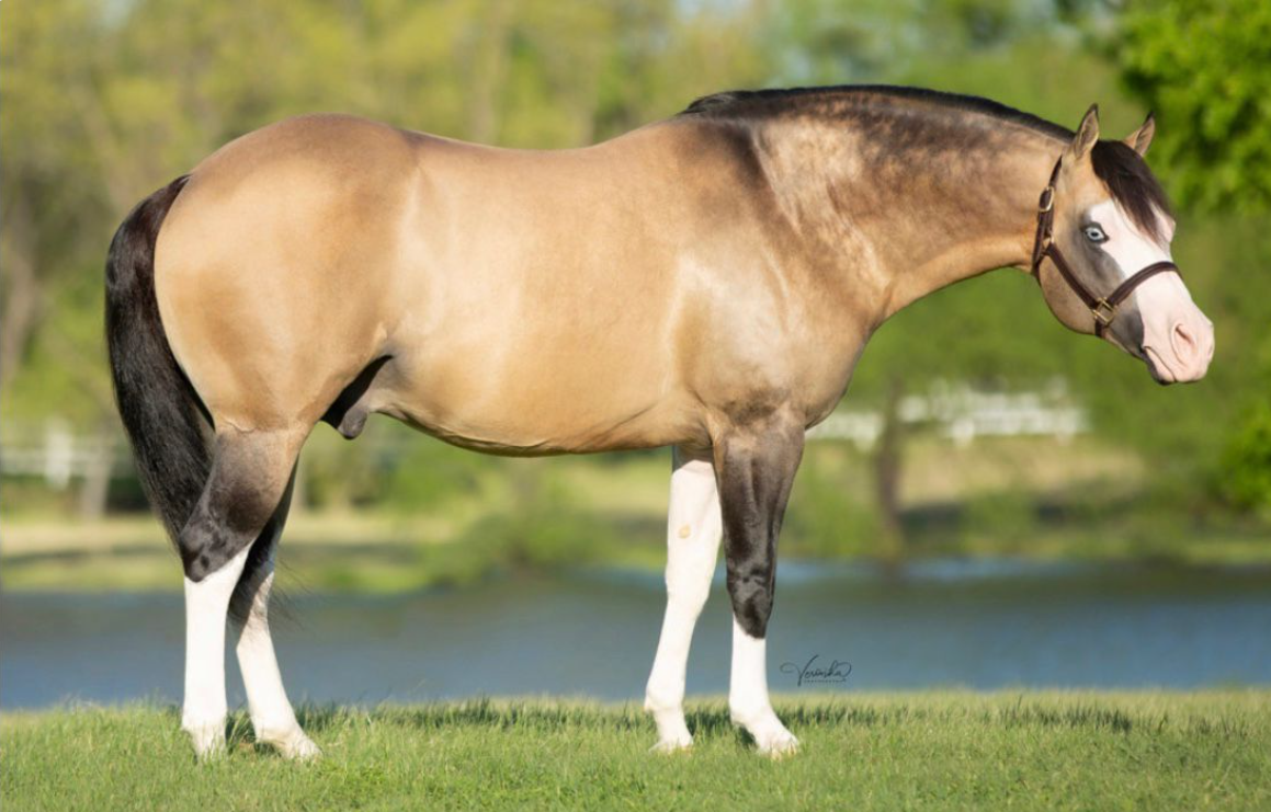 Gunner Dun It Again